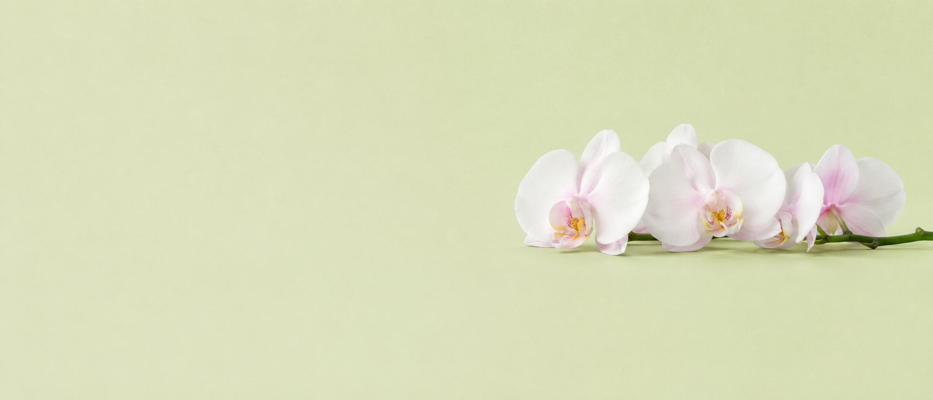 개업·승진 축하 서양란(호접란)